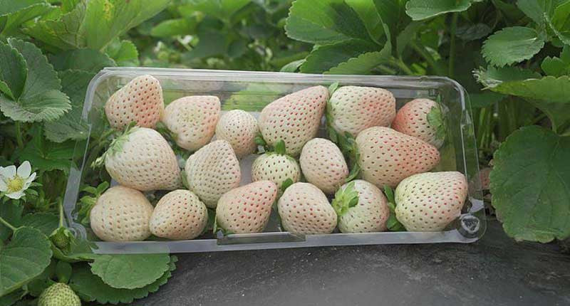 Florida Pearl® June Bearing Strawberry