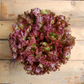 New Red Fire Organic Lettuce Seeds online shopping