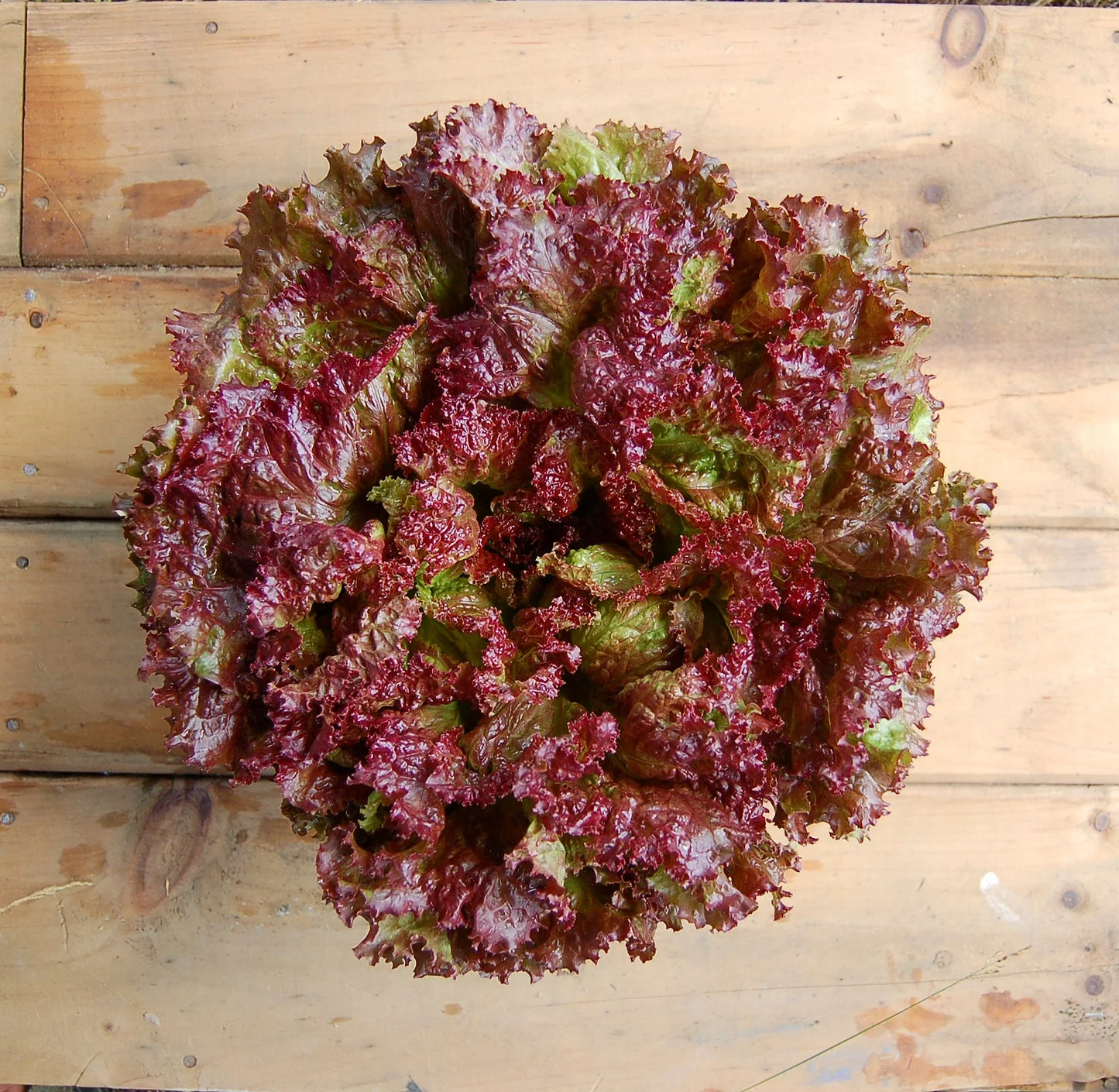 New Red Fire Organic Lettuce Seeds online shopping
