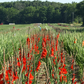 Dador de Pan Gladiolus Corms