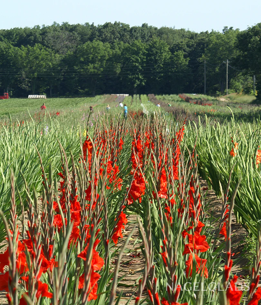 Dador de Pan Gladiolus Corms