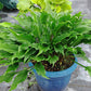 Jaws Hosta Plants online shopping