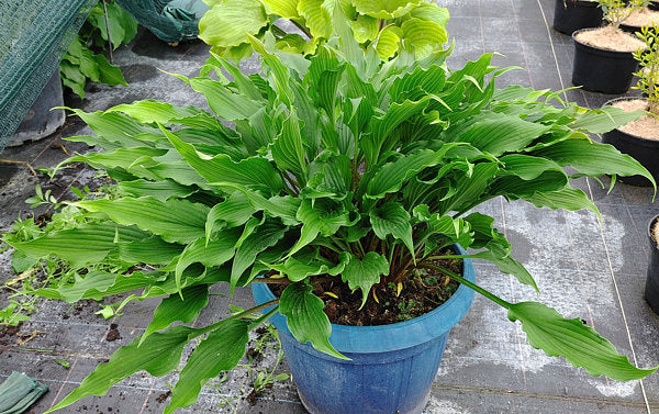 Jaws Hosta Plants online shopping