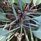 Evening Blush Hosta Plants online shopping