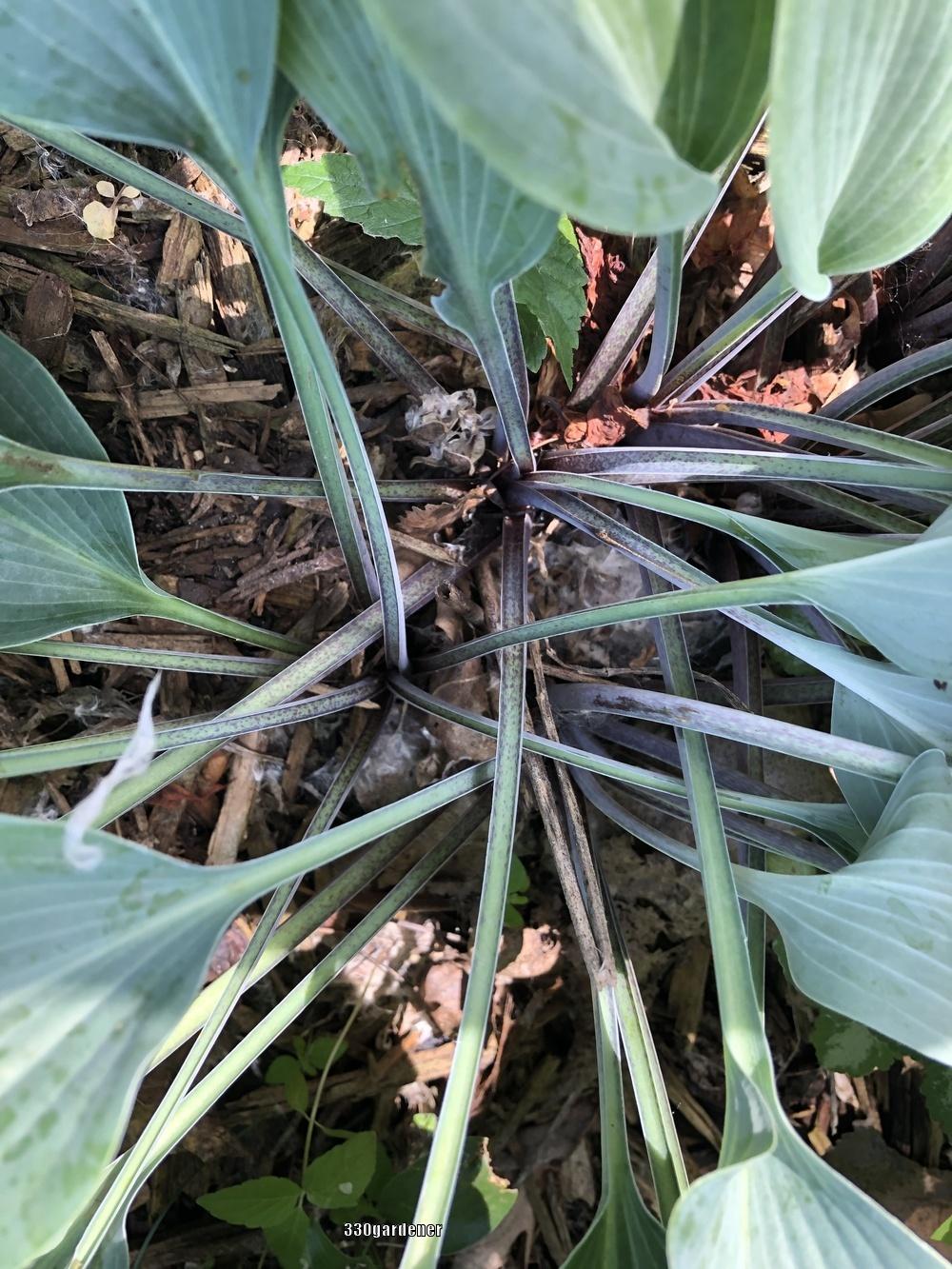 Evening Blush Hosta Plants online shopping