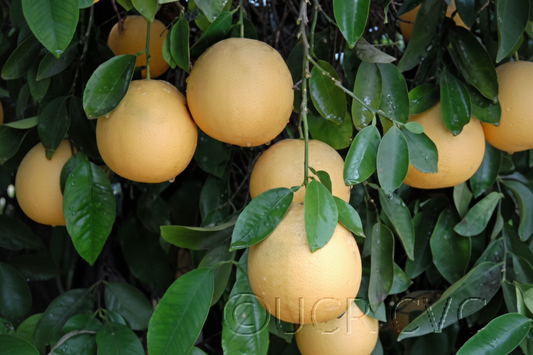 Frost Marsh Grapefruit Budwood