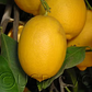 Prior Lisbon Lemon Budwood citrus plant material online shopping