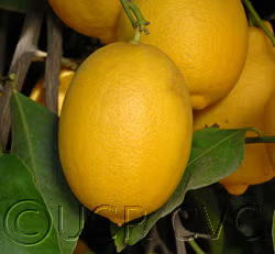Prior Lisbon Lemon Budwood citrus plant material online shopping