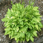 Hydon Sunset Hosta Plants online shopping