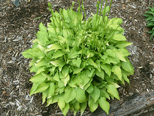 Hydon Sunset Hosta Plants online shopping