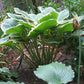 Glacial Towers Hosta Plants online shopping