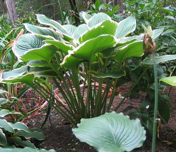Glacial Towers Hosta Plants online shopping