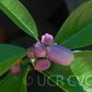 Schaub Rough Lemon Budwood citrus plant material online shopping