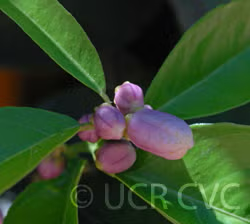 Schaub Rough Lemon Budwood citrus plant material online shopping