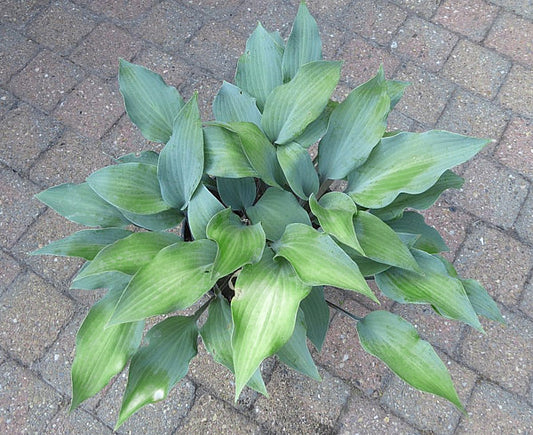 Holar Purple Glacier Hosta Plants online shopping