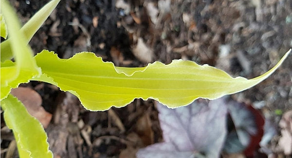 Wiggles And Squiggles Hosta Plants online shopping