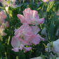 Gilly Norah Sweet Pea seeds online shopping