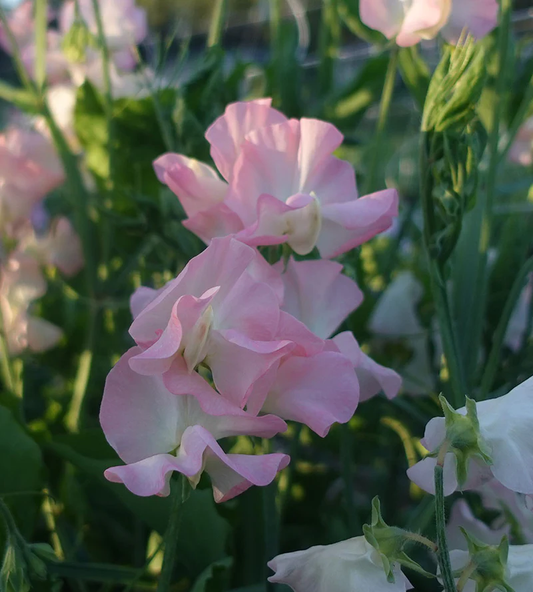 Gilly Norah Sweet Pea seeds online shopping