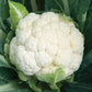 Skywalker F1 Organic Cauliflower