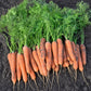 Narvik F1 Carrot