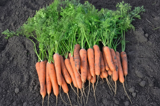 Narvik F1 Carrot Seeds online shopping