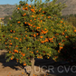 Excalibur Red Lime Hybrid Budwood citrus plant material online shopping