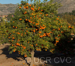 Excalibur Red Lime Hybrid Budwood citrus plant material online shopping