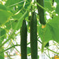 Tyria F1 Organic Cucumber Seeds online shopping