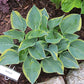 Merlin Hosta Plants online shopping