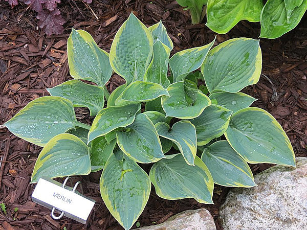 Merlin Hosta Plants online shopping