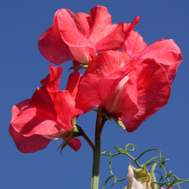 Rosie Sweet Pea seeds online shopping