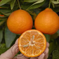 Algerian Clementine Budwood citrus plant material online shopping