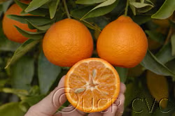 Algerian Clementine Budwood citrus plant material online shopping
