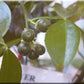 Troyer Citrange Seed citrus plant material online shopping