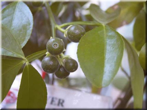 Troyer Citrange Seed citrus plant material online shopping