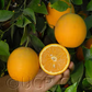 Rhode Red Valencia Orange Budwood citrus plant material online shopping