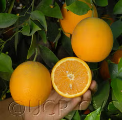 Rhode Red Valencia Orange Budwood citrus plant material online shopping