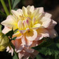 Sheer Heaven Dahlia