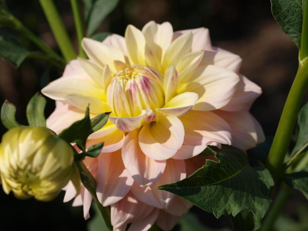 Sheer Heaven Dahlia