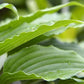 Jaws Hosta Plants online shopping