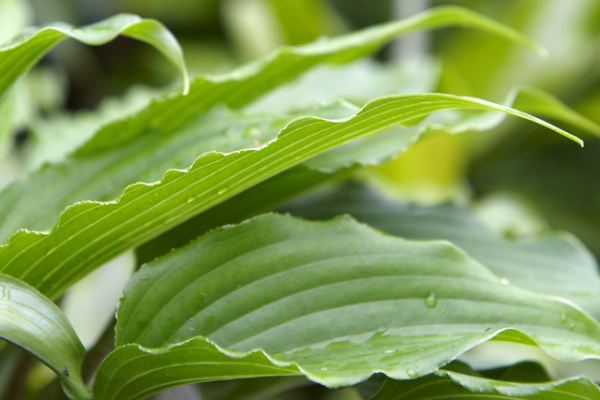 Jaws Hosta Plants online shopping