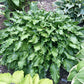 Unruly Child Hosta Plants online shopping