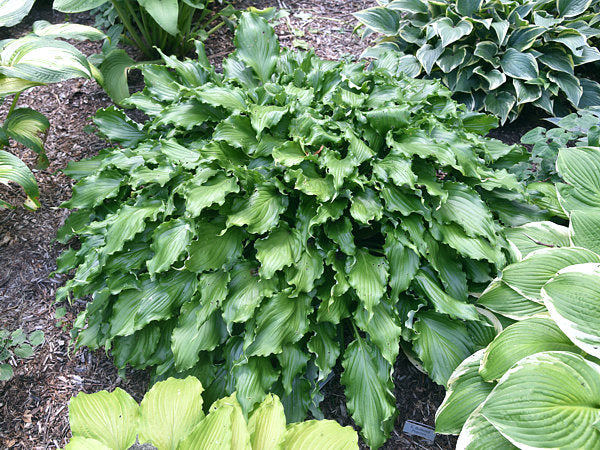 Unruly Child Hosta Plants online shopping