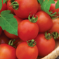 Mountain Magic Tomato