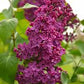 Congo French Lilac lilac plant online shopping