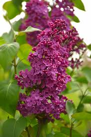 Congo French Lilac lilac plant online shopping