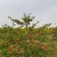 Prairie Sensation Apple