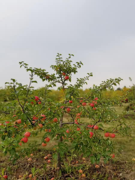Prairie Sensation Apple