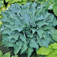 Flemish Sky Hosta Plants online shopping