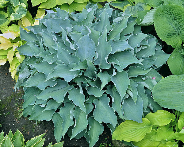 Flemish Sky Hosta Plants online shopping